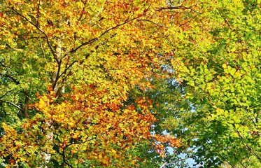 Herbstwald in leuchtenden Farben