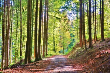 Herbstlicher Wald