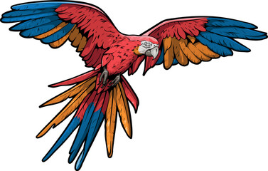 Colored high detailed realistic illustration of a flying ara parrot isolated on white background. whole macaw with open wings © Felix