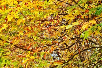 Kastanienbaum im Herbstschmuck
