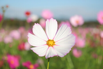 cosmos main