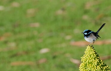 Closeup of a blue wren perched on a plant against a blurred green background