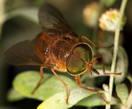 Closeup of a Tabanus horsefly perched on a green leaf