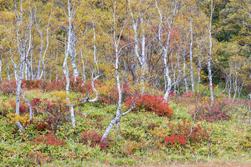 秋の高原の風景　志賀高原の紅葉