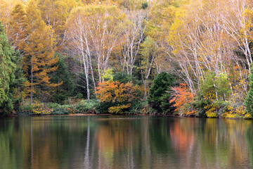 秋の高原の風景　志賀高原の紅葉