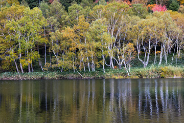 秋の高原の風景　志賀高原の紅葉