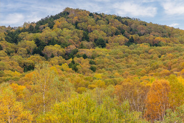 秋の高原の風景　志賀高原の紅葉