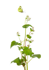 Schmetterling fliegt &uuml;ber Buchweizen-Bl&uuml;te