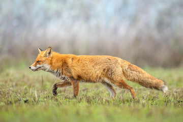 Fox Vulpes vulpes in autumn scenery, Poland Europe, animal walking among autumn meadow in green background