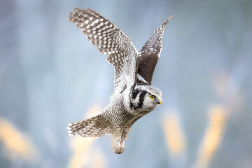 Hawk Owl Surnia ulula in Winter time, North Poland, Europe winter frosty day in buckthorn field	