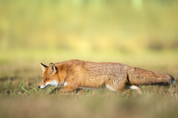 Fox Vulpes vulpes in autumn scenery, Poland Europe, animal walking among autumn meadow in green background