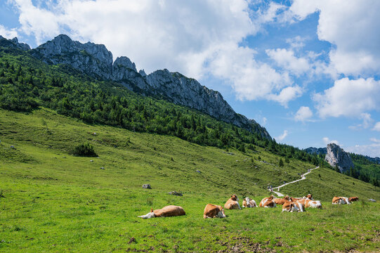 Herd of cows in front of the summit of Kampenwand near Aschau in Bavaria, Germany