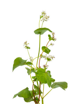 Buchweizen-Pflanze mit Bl&uuml;te