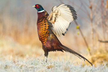 Common pheasant (Phasianus colchius) Ring-necked pheasant in natural habitat, blurred background, grassland	