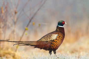 Common pheasant (Phasianus colchius) Ring-necked pheasant in natural habitat, blurred background, grassland	