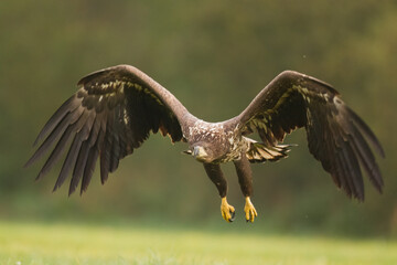 Majestic predator White-tailed eagle, Haliaeetus albicilla in Poland wild nature