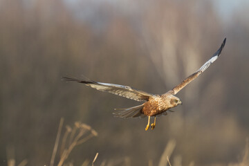 Flying Birds of prey Marsh harrier Circus aeruginosus, hunting time Poland Europe
