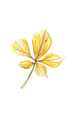 Yellow autumn leaf isolated on white background. Hand painted watercolor