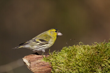 Bird Siskin Carduelis spinus male, small yellow bird, winter time in Poland Europe