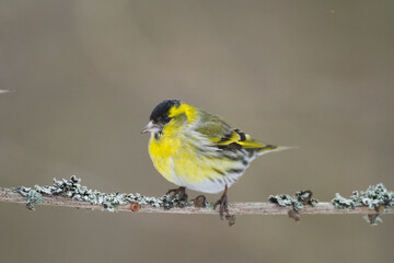 Bird Siskin Carduelis spinus male, small yellow bird, winter time in Poland Europe