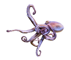 Close-up view of a Common Octopus (Octopus vulgaris) - isolated png-file - obrazy, fototapety, plakaty