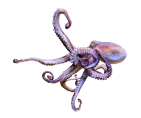 Close-up view of a Common Octopus (Octopus vulgaris) - isolated png-file