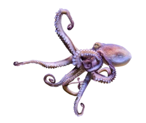 Fotobehang Close-up view of a Common Octopus (Octopus vulgaris) - isolated png-file © Henner Damke