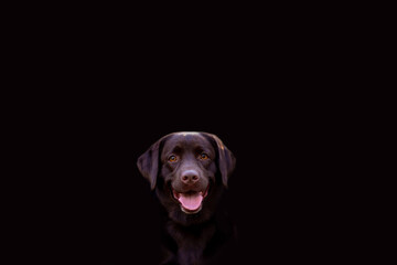 portrait of a young Labrador retriever dog of brown color on a dark background looks straight with an enthusiastic gaze