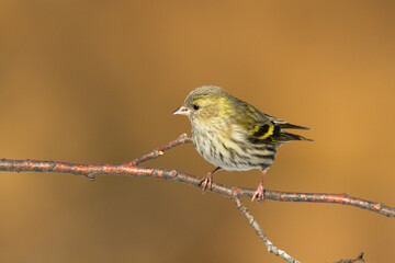 Bird Siskin Carduelis spinus male, small yellow bird, winter time in Poland Europe