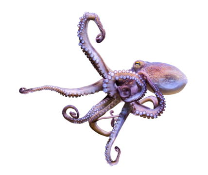 Close-up view of a Common Octopus (Octopus vulgaris) - isolated png-file