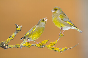European greenfinch Chloris chloris or common greenfinch songbird winter time blurred background