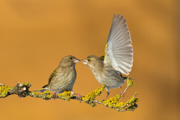 European greenfinch Chloris chloris or common greenfinch songbird winter time blurred background