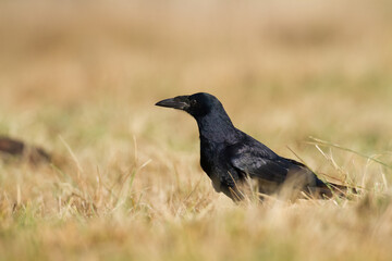 Bird Rook corvus frugilegus landing, black bird in autumn time, Poland Europe