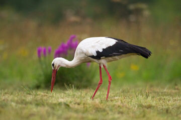 Bird White Stork Ciconia ciconia hunting time summer in Poland Europe