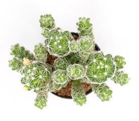 .Isolate Mammillaria gracilis in pot  on white background, top view cactus and succulents