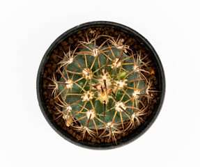 Fototapeta na wymiar .Isolate gymnocalycuim in pot on white background, top view cactus and succulents