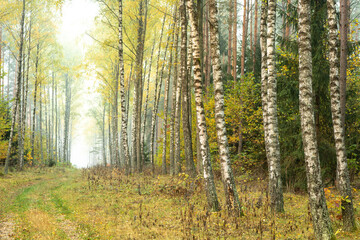 Obraz premium Autumn landscape misty foggy day in Knyszyn Primeval Forest, Poland Europa birch trees