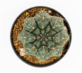 .Isolate Gymnocalycium Baldianum in pot  on white background, top view cactus and succulents
