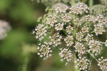 Syrphe butinant
