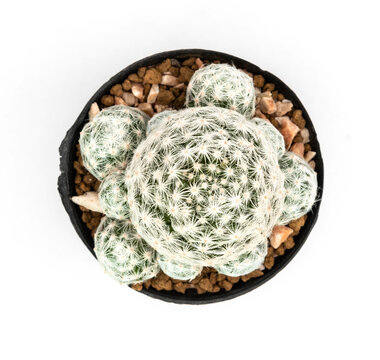 .Isolate Mammillaria Humboldtii in pot  on white background, top view cactus and succulents