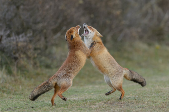 Two Red foxes (Vulpes vulpes) on hind legs play fighting, Netherlands. 