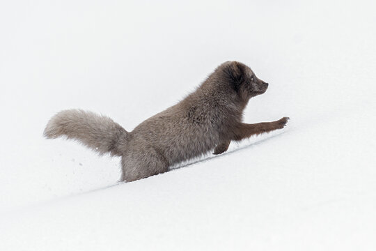 Arctic fox (Vulpes lagopus) blue colour morph running through snow in the Hornstrandir Nature Reserve, Iceland. March 
