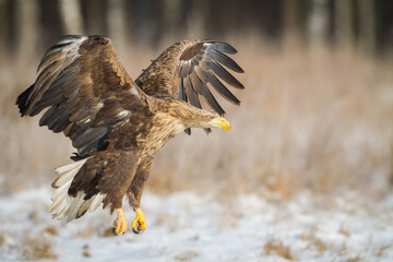 Majestic predator White-tailed eagle, Haliaeetus albicilla in Poland wild nature