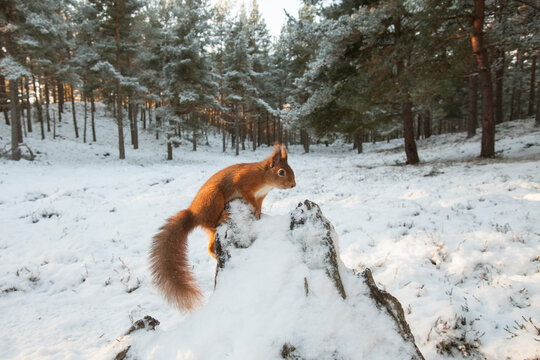 Red squirrel, (Sciurus vulgaris), wide view in winter forest, Scotland, UK.December 
