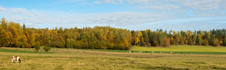 Panorama Landscape - pasture with cows, North Eastern part of Poland Europe, Autumn, misty sunny day in meadow 