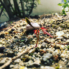 紅葉