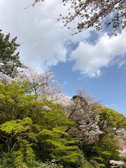 桜