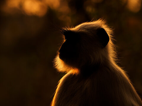 Grey langur (Semnopithecus sp) portrait, backlit in evening light. Ranthambhore National Park, India. 
