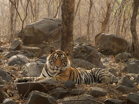 Bengal tiger (Panthera tigris) sub-adult male aged three years, lying amongst rocks in forest. Ranthambhore National Park, India. 
