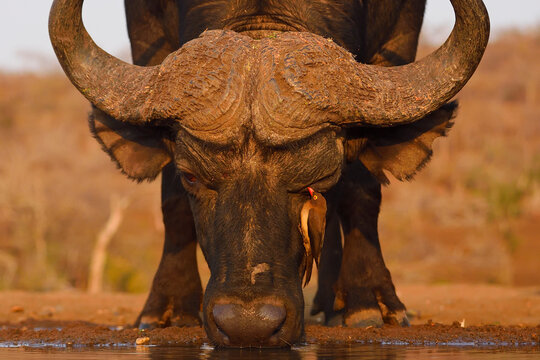 African buffalo / Cape buffalo (Syncerus caffer) with Red billed oxpecker (Buphagus erythrorhynchus) drinking at waterhole, Zimanga Private Nature Reserve, KwaZulu Natal, South Africa
